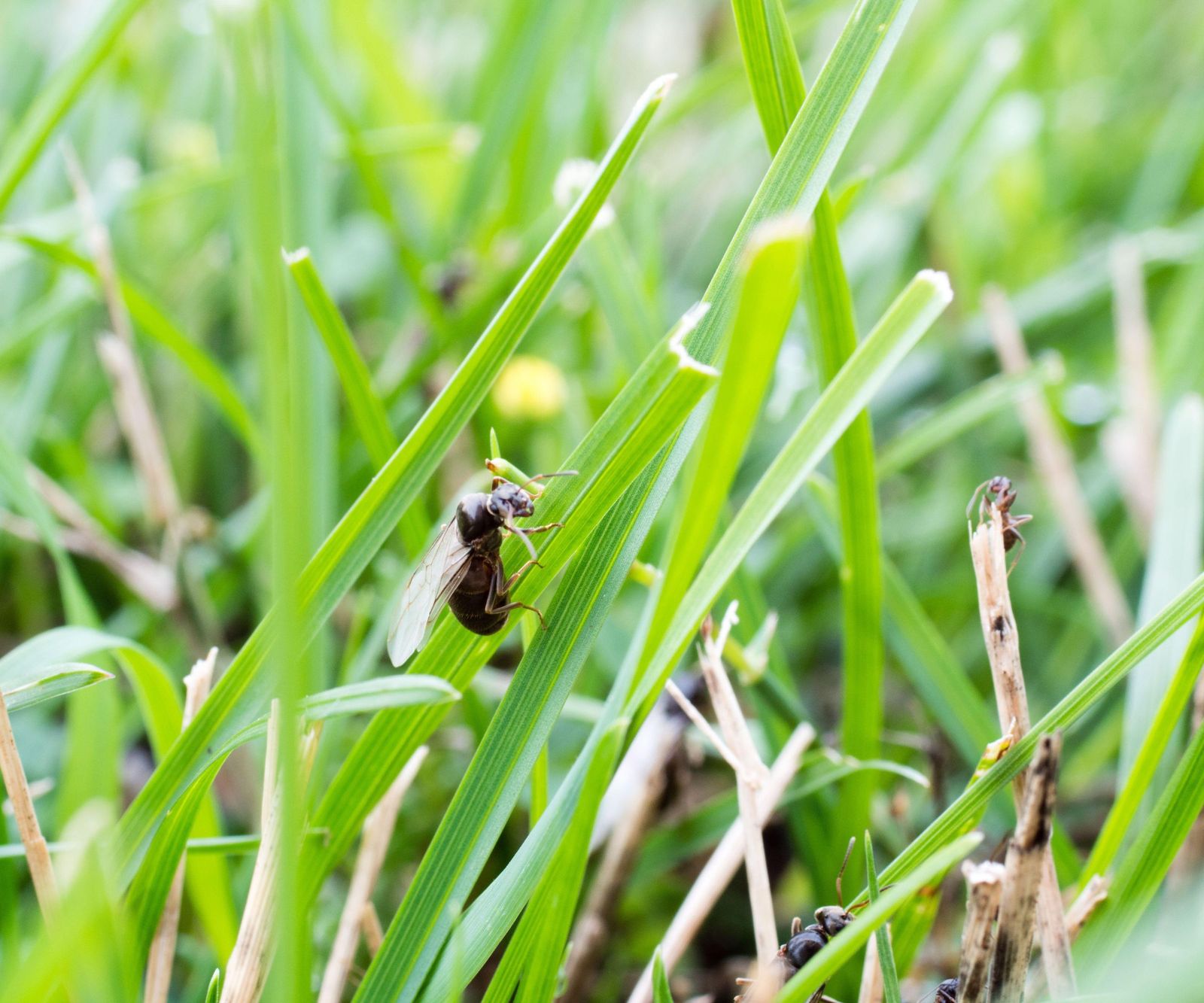 How to get rid of flying ants 5 ways to be rid of swarming pests