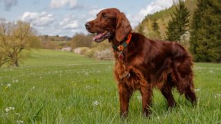 Irish Setter