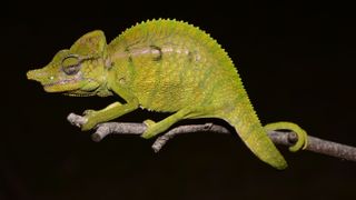 Here, a male Voeltzkow's chameleon, the less flashy of the sexes for this species.