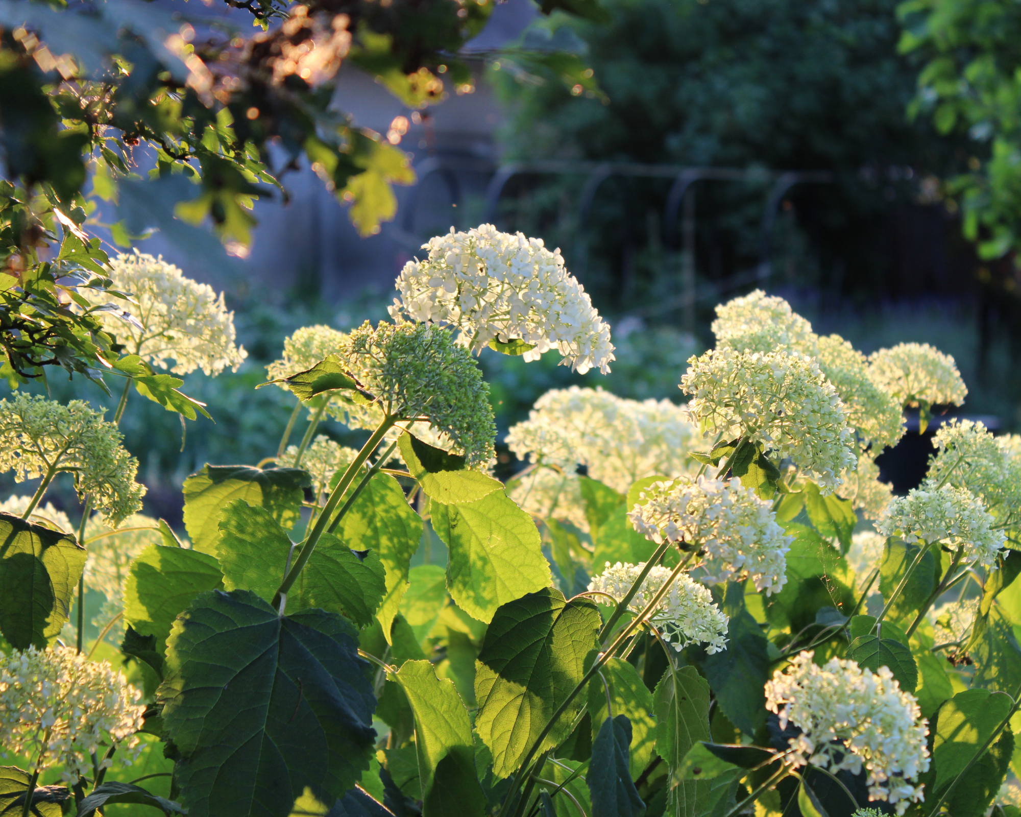Blooming 'Annabelle' smooth hydrangeas in the sunlight