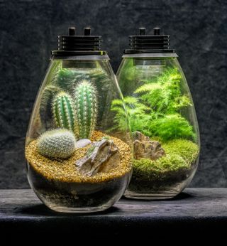 indoor plant ideas: terrarium from the Botanical Boys