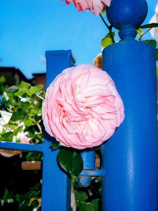 Daytime image of a pink flower poking through a blue metal gate post, clear blue sky