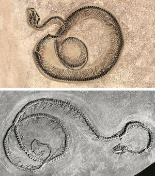 fossil snakes
