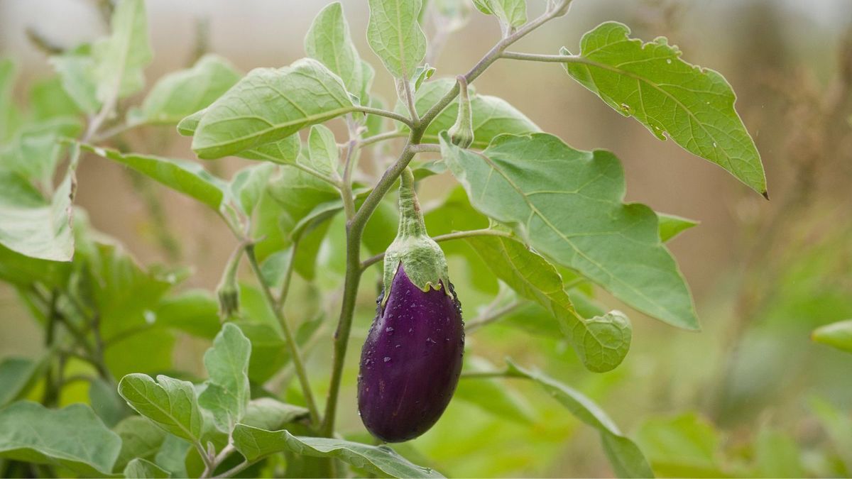 when-to-pick-eggplant-for-the-perfect-tender-fruit