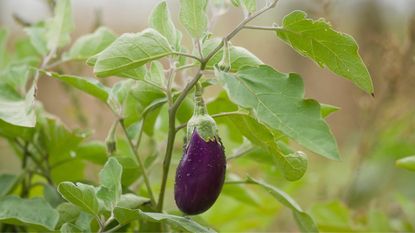 A purple eggplant on the plant 