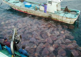 Nomura's jellyfish bloom clogging fishing nets in Japan