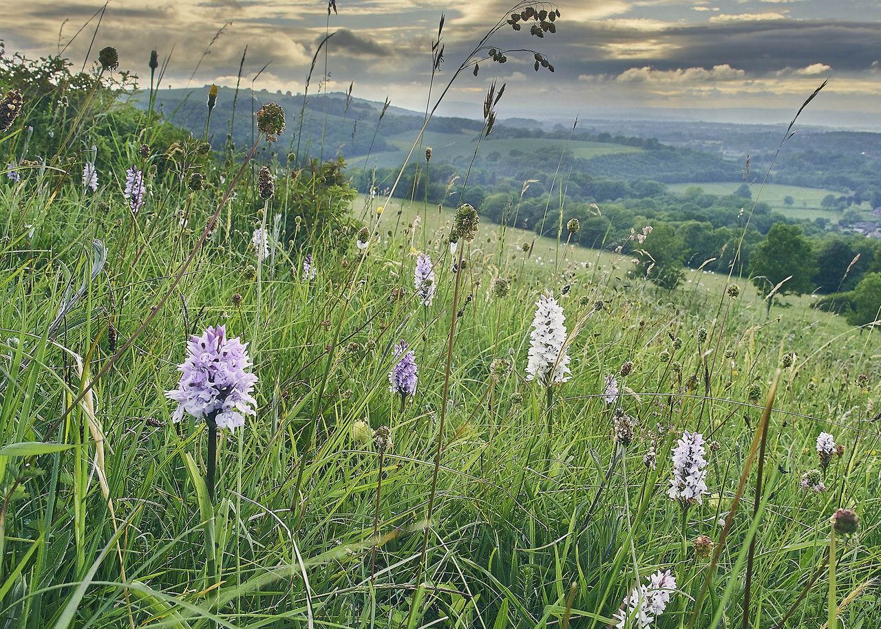 A common spotted orchid grows on chalk grassland in the South Downs National Park.