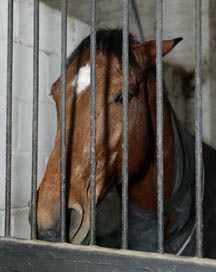 horse-stable-bars.jpg