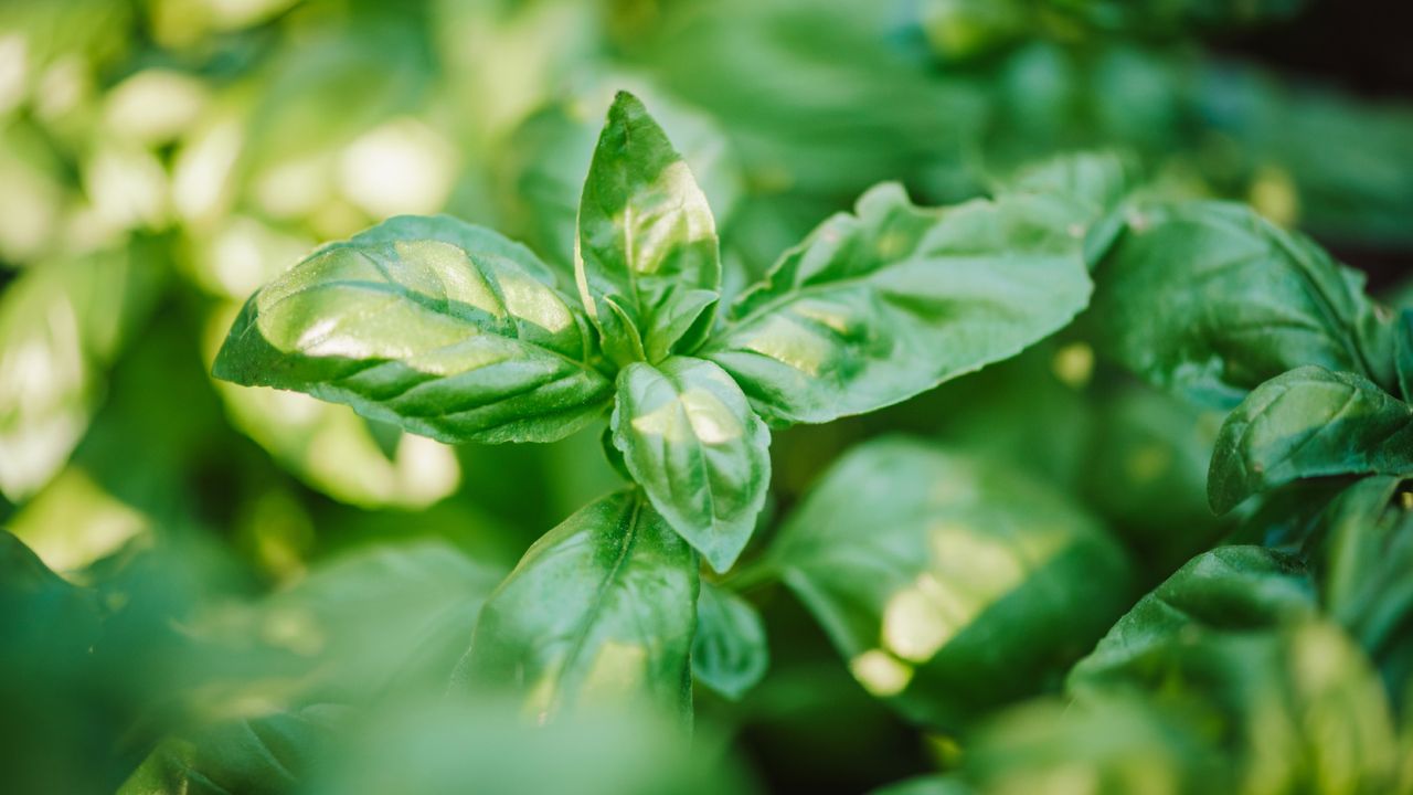 Basil plant at the end of the season