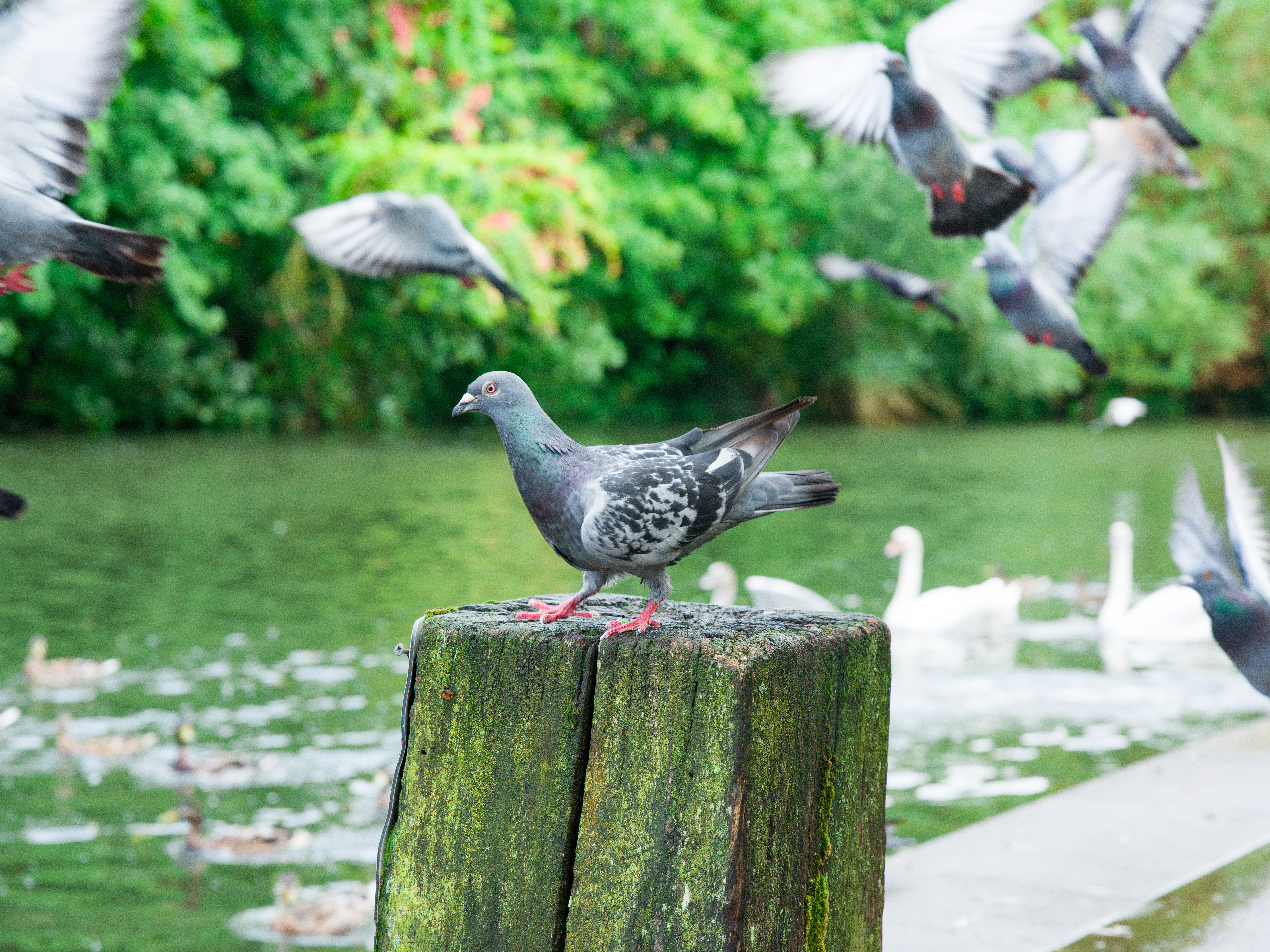 A photo of a pigeon taken on the Hasselblad X2D II 100C