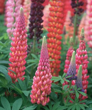 mix of colourful lupins in flowerbed