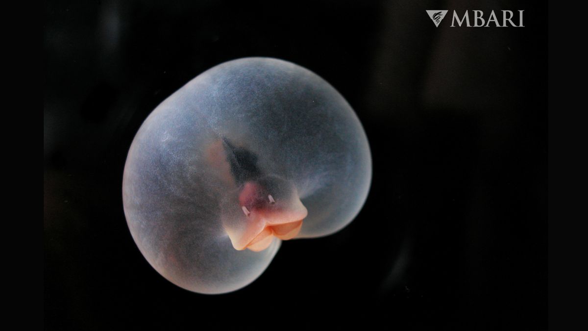 Pigbutt worm: The deep-sea ‘mystery blob’ with the rump of a pig and a ballooned belly