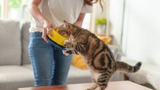 A cat standing on their hind legs to eat from a bowl held by their owner