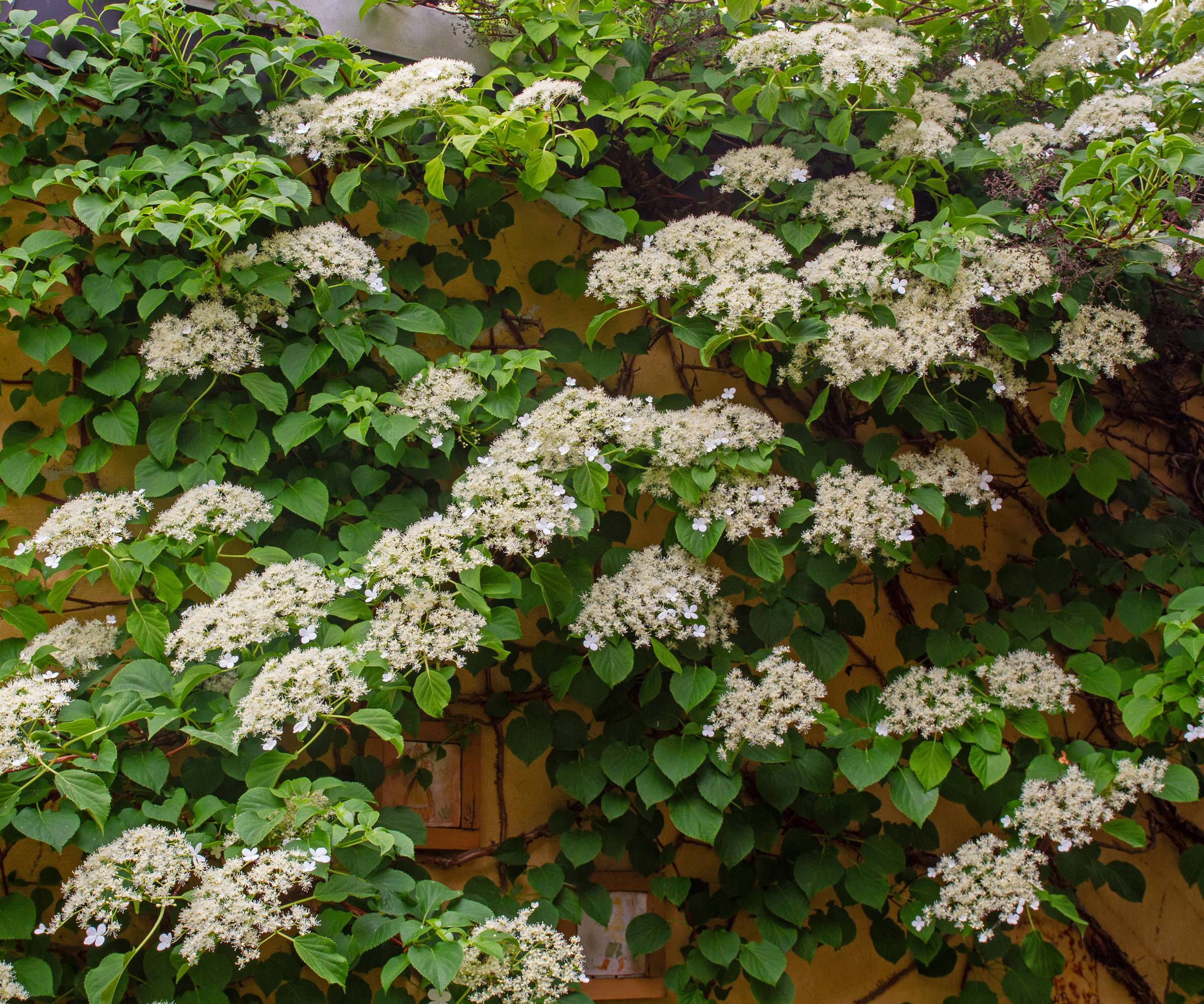 White climbing hydrangea growing along a wall