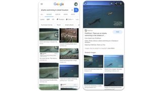 Google Search Image of the fake shark pics.