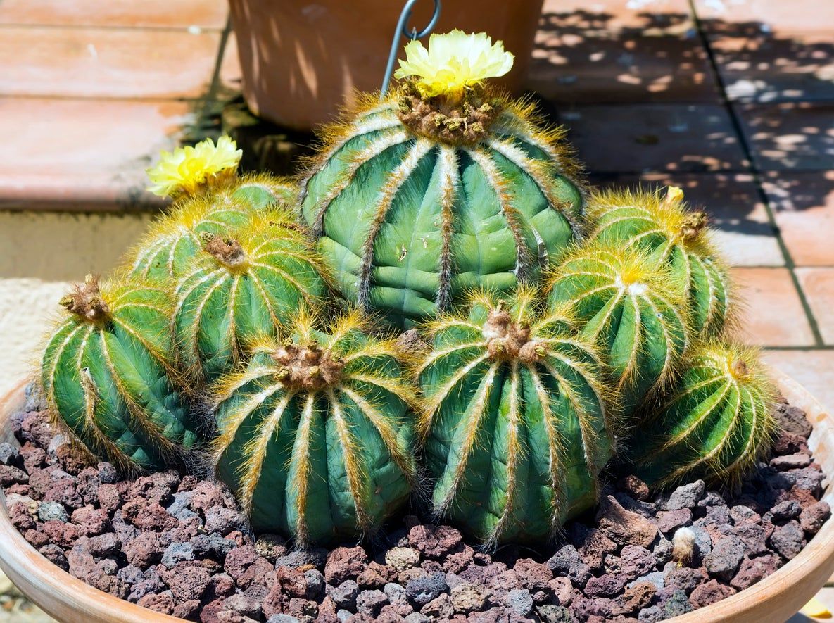 Multiple Parodia Cacti