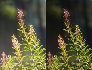 Plant photographed against a dark background