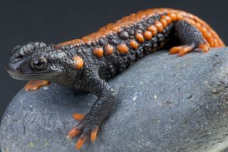 A crocodile newt.