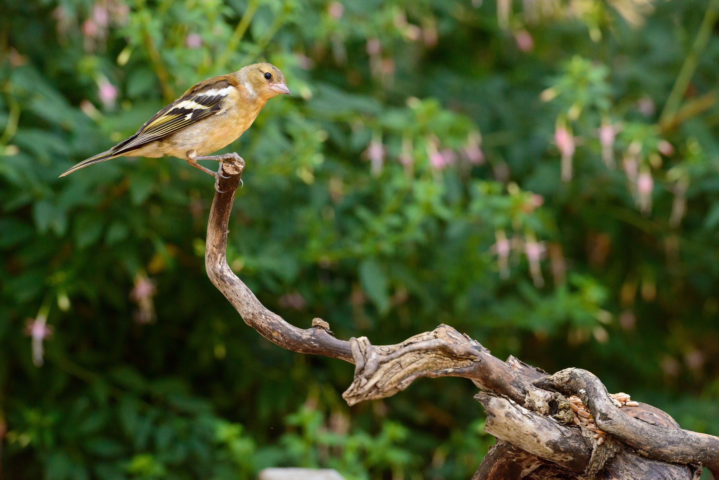 Small bird on a branch in front of foliage with pink flowers, captured with the Camtraptions Camera Trap device and a Nikon DSLR