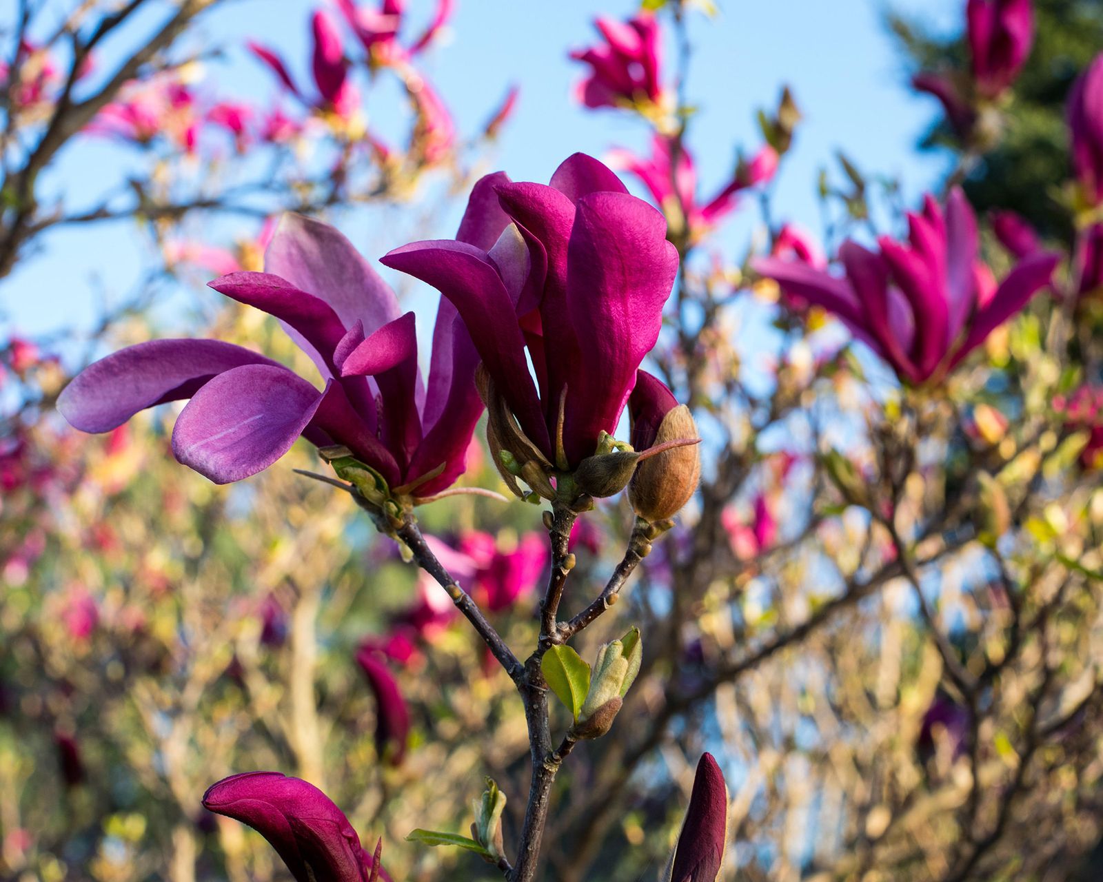 Best backyard trees 10 choices for yards big or small Gardeningetc