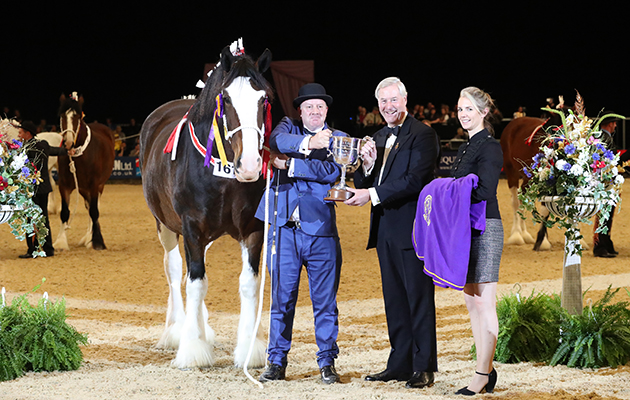 Woodhouse Miss Dynamite Shire Horse of the Year Championship supported by the shire Horse Society and Field Equine Vets