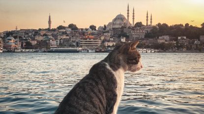 A stray cat with a view of the Suleymaniye Mosque and Istanbul&#039;s cityscape in the background