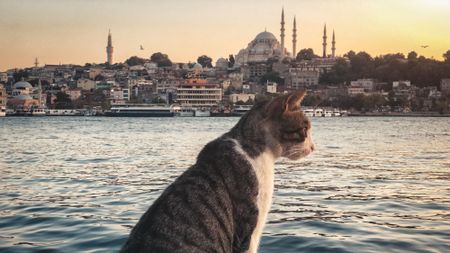 A stray cat with a view of the Suleymaniye Mosque and Istanbul's cityscape in the background