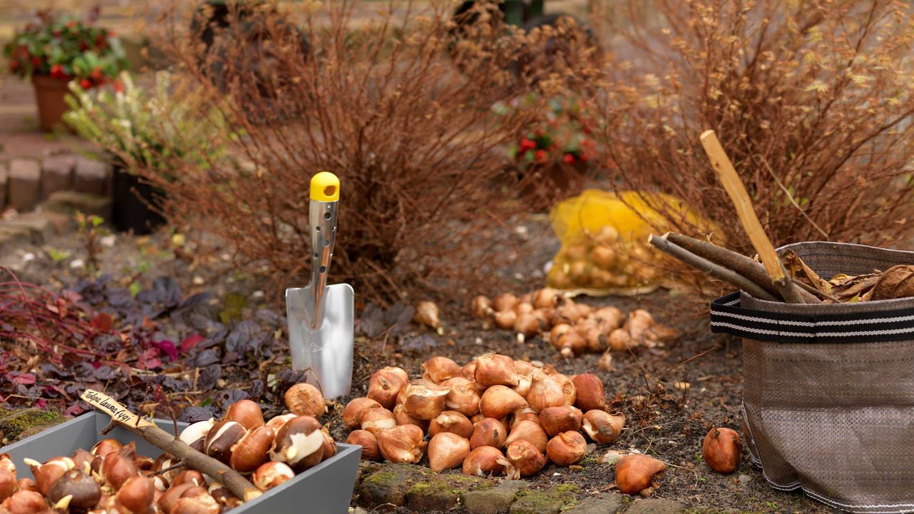 planting bulbs in autumn garden