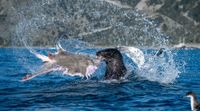 A New Zealand fur seal thrashes a rough skate above the waves as seabirds crowd in for the scraps.
