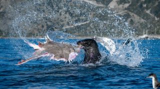 A New Zealand fur seal thrashes a rough skate above the waves as seabirds crowd in for the scraps.