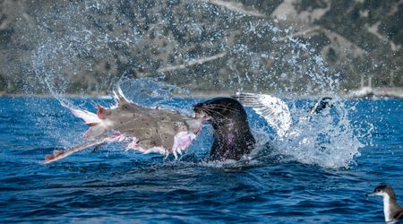 A New Zealand fur seal thrashes a rough skate above the waves as seabirds crowd in for the scraps.