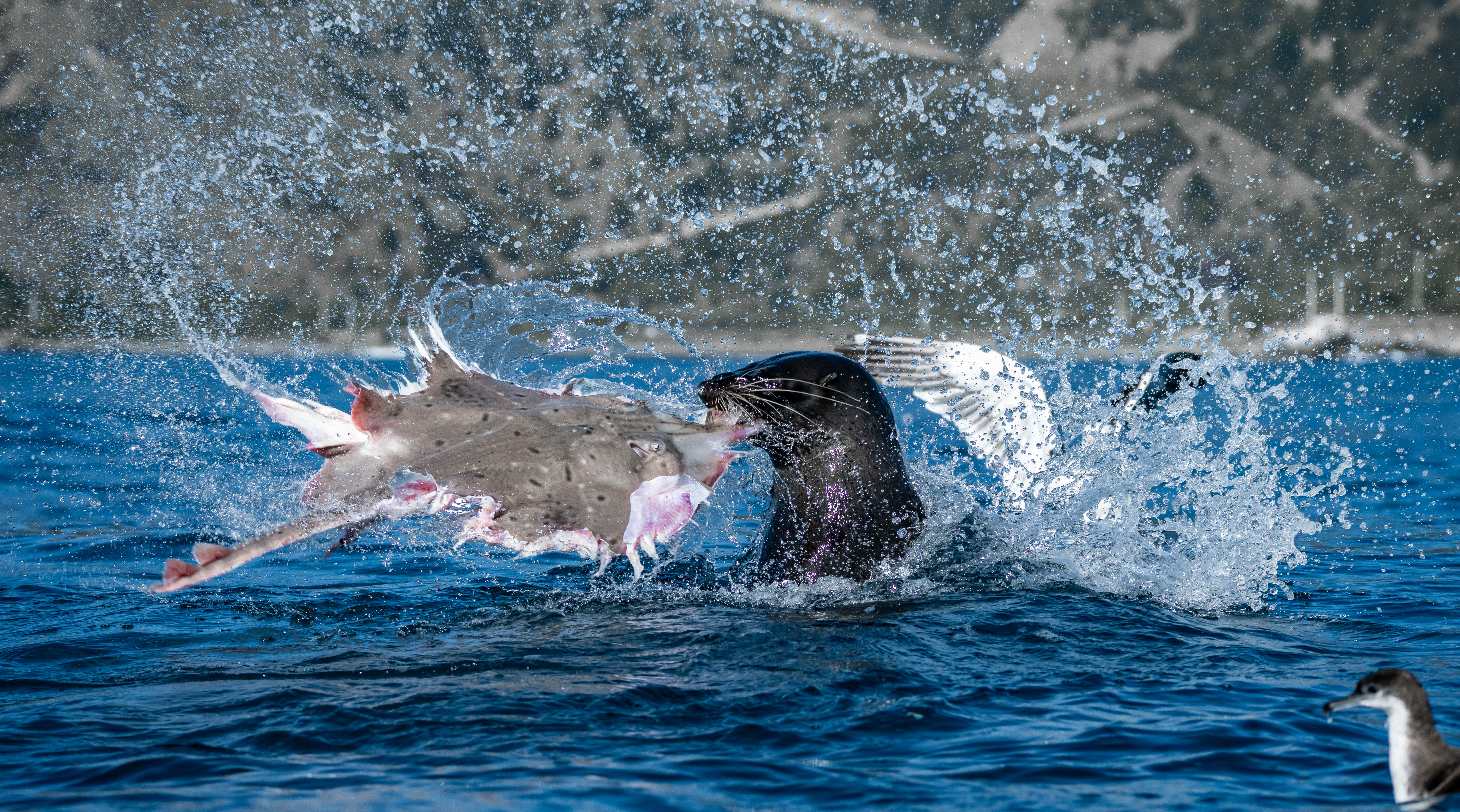 A New Zealand fur seal thrashes a rough skate above the waves as seabirds crowd in for the scraps.