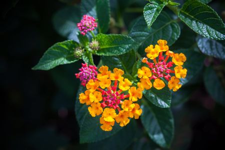 lantana transplant