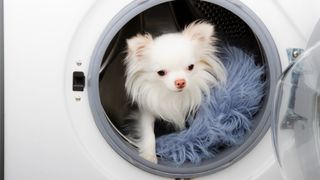 Dog in washing machine