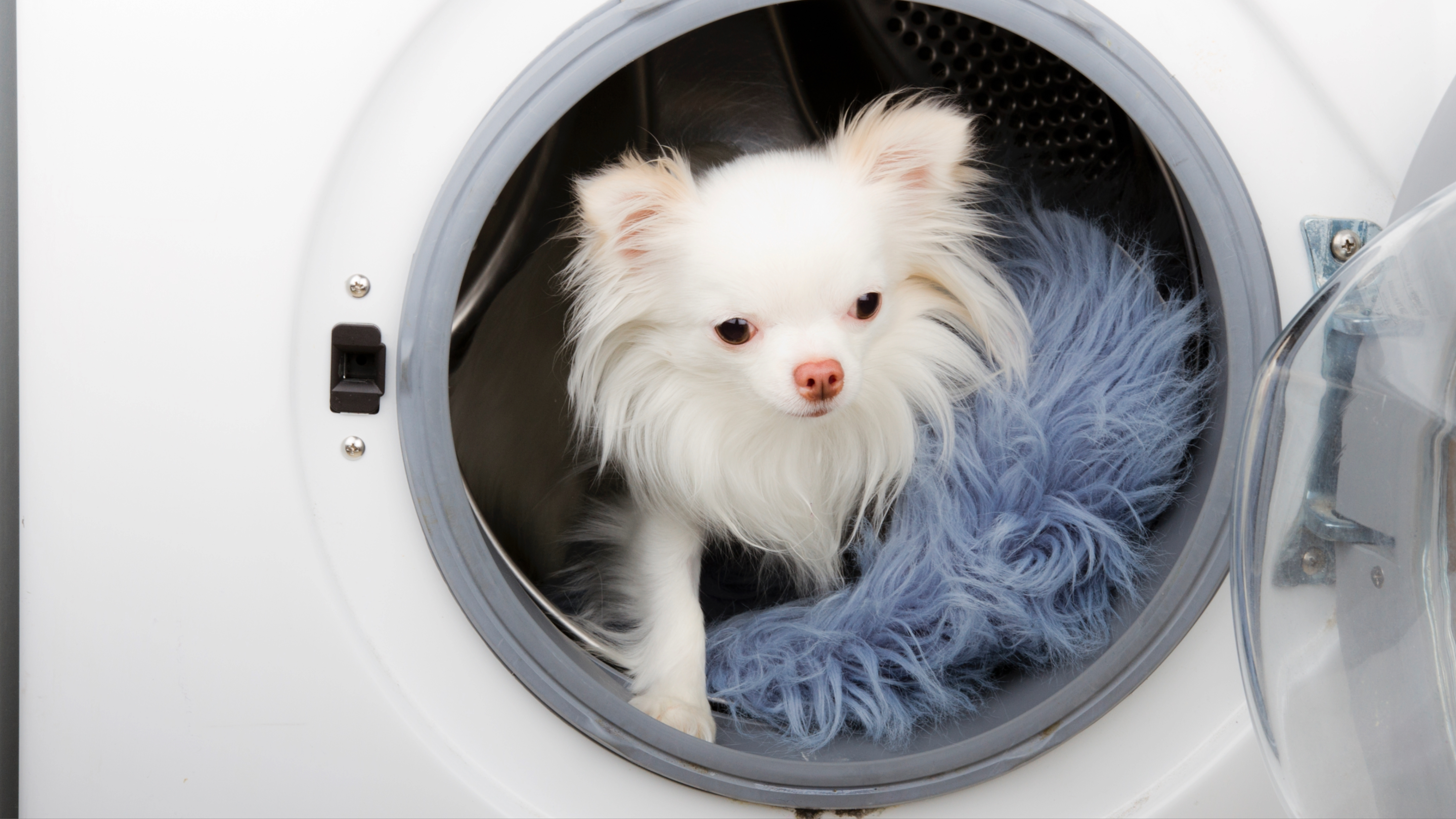 How to remove dog hair from your washing machine
