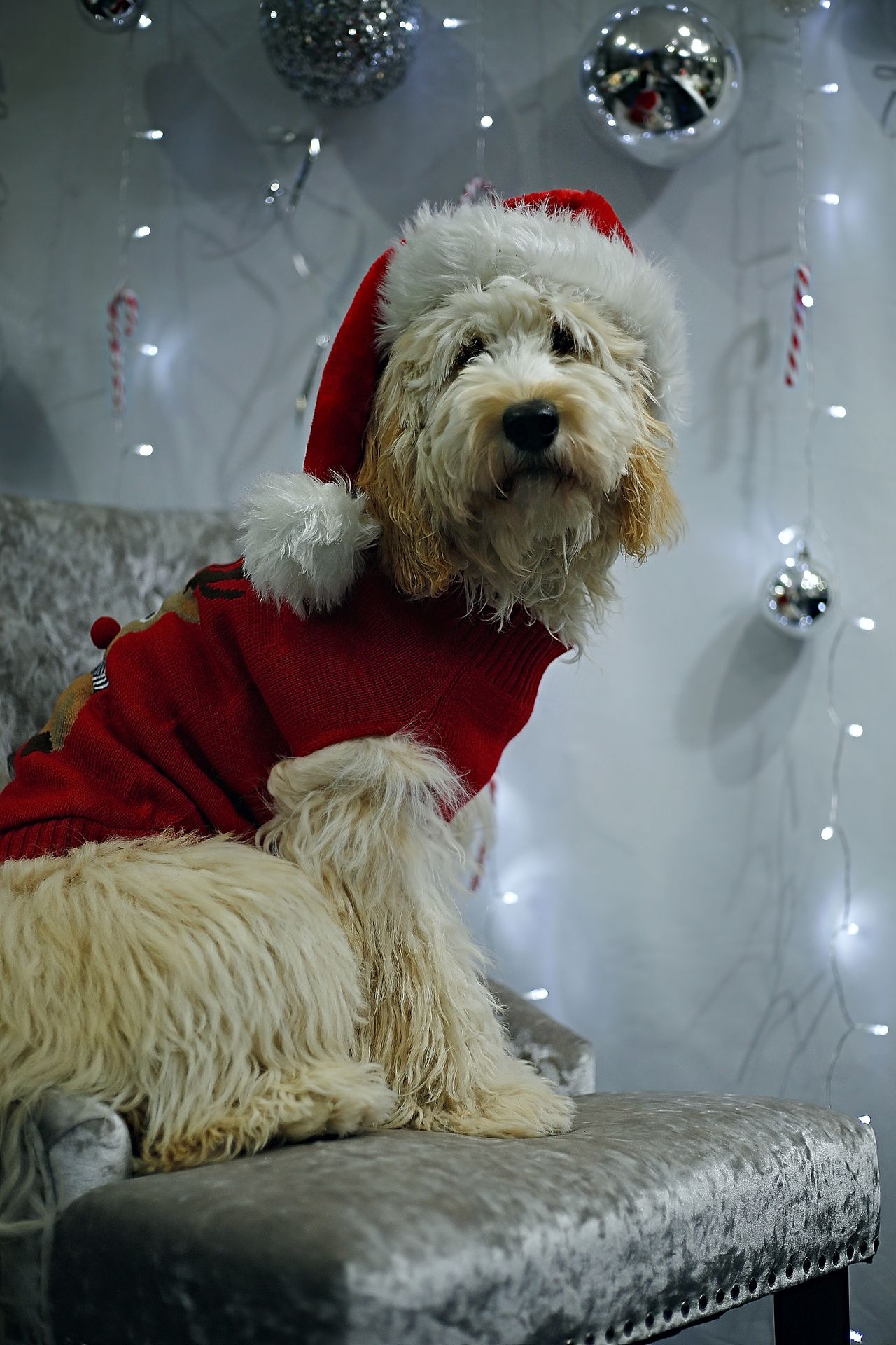 Goldendoodle festive photoshoot bokeh christmas lights santa hat