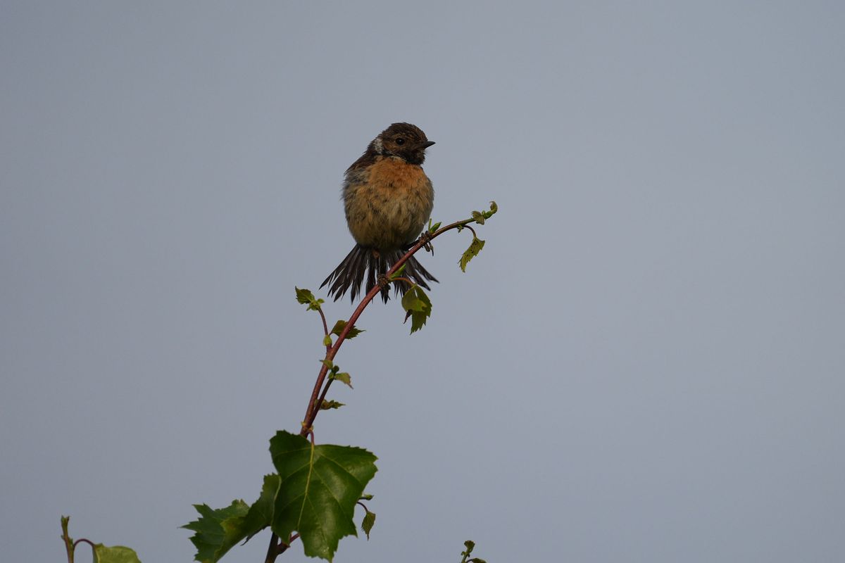 A stonechat perched on a branch in a nature reserve, photographed with a supertelephoto lens of a Sony camera