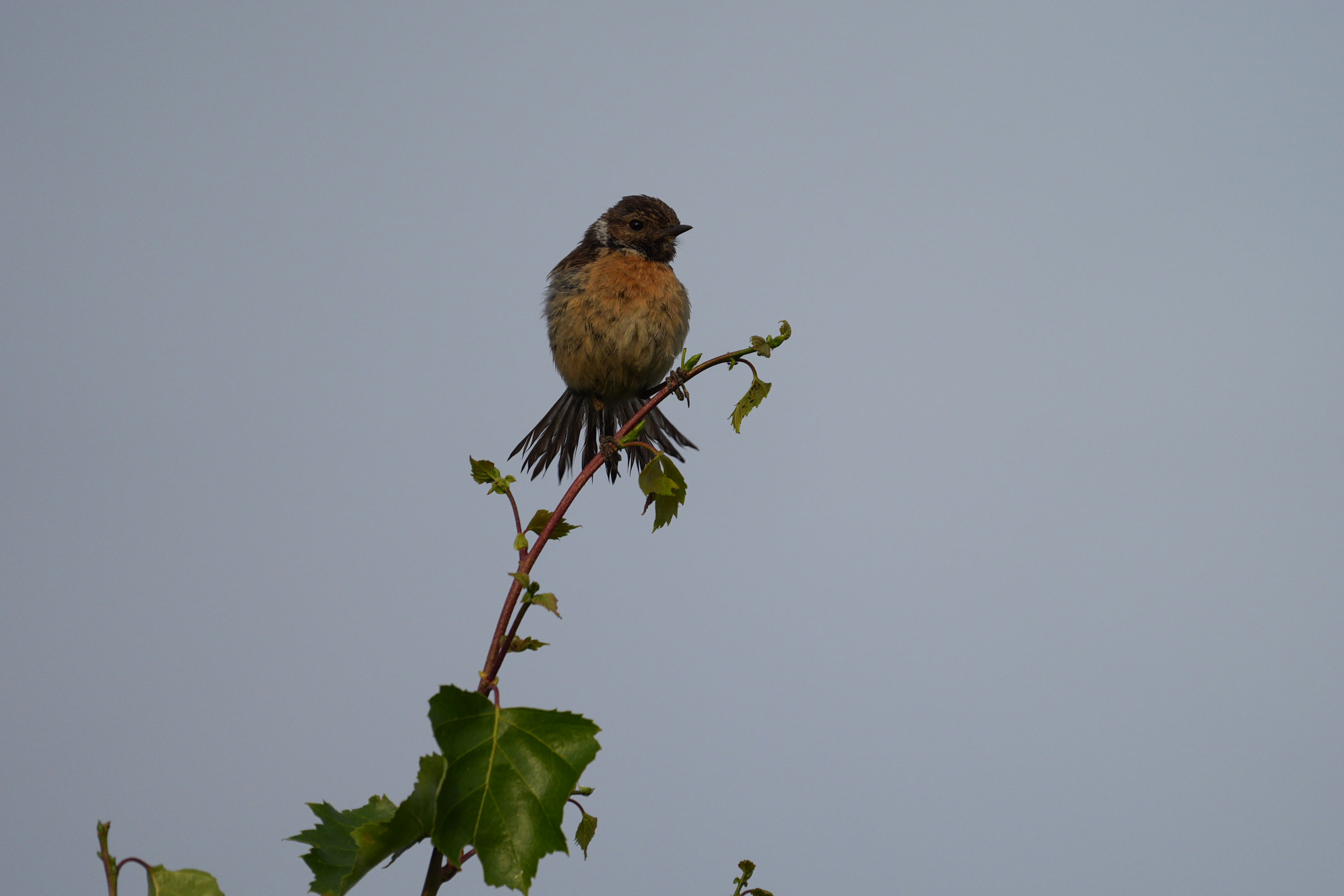 A stonechat perched on a branch in a nature reserve, photographed with a supertelephoto lens of a Sony camera
