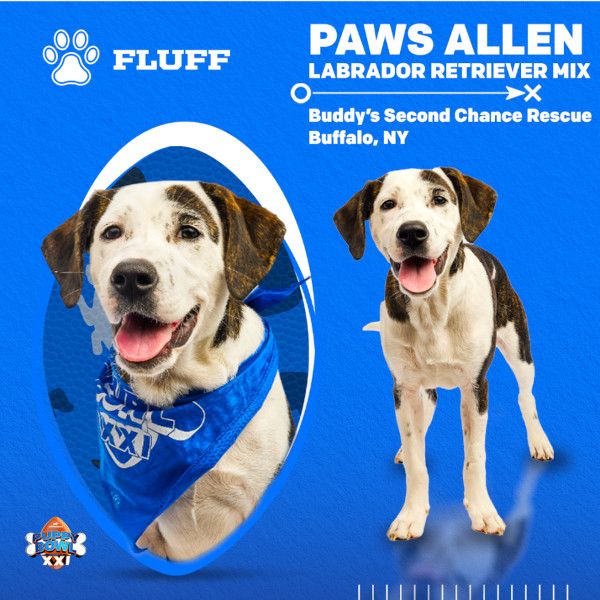 Puppy Bowl 2025 Paws Allen
