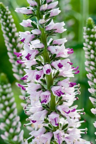 Pink Eveline Speedwell (veronica Longifolia)