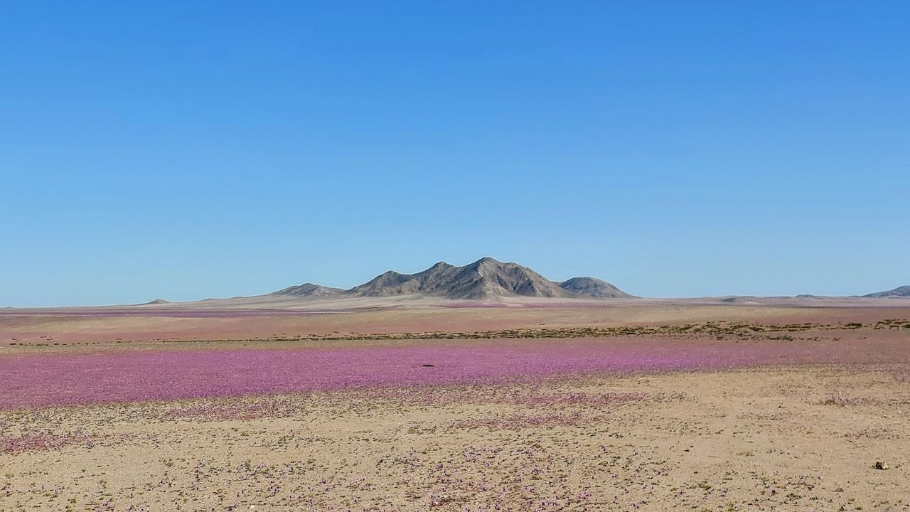 A wide angle shot showing a very large field of purple flowers with mountains in the distance