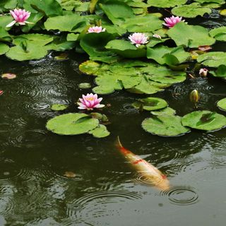 pond with leafs and flower
