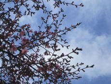 Cherry blossoms on March 4, a sign of early spring in Brooklyn. 