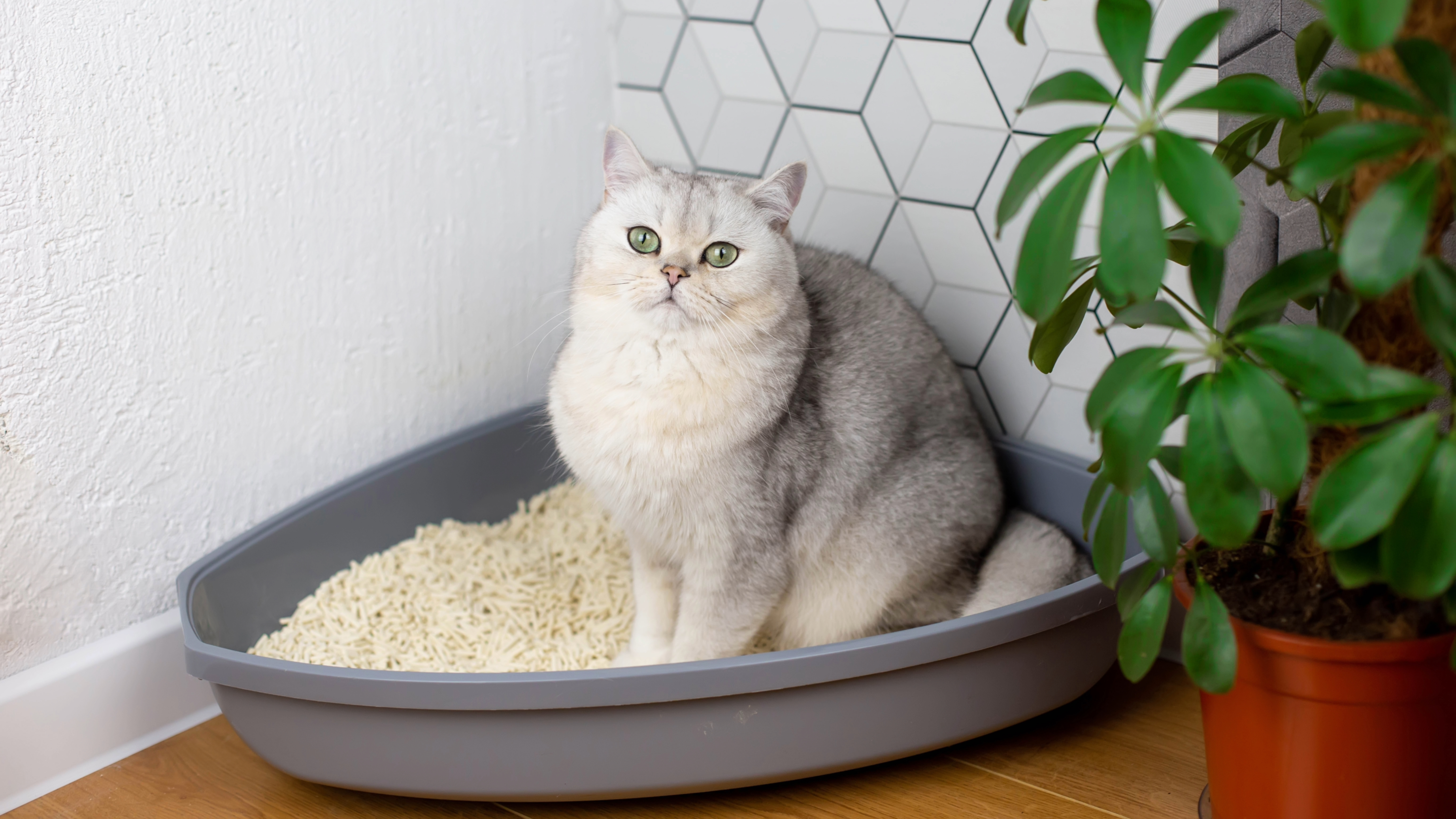 Cat using litter box