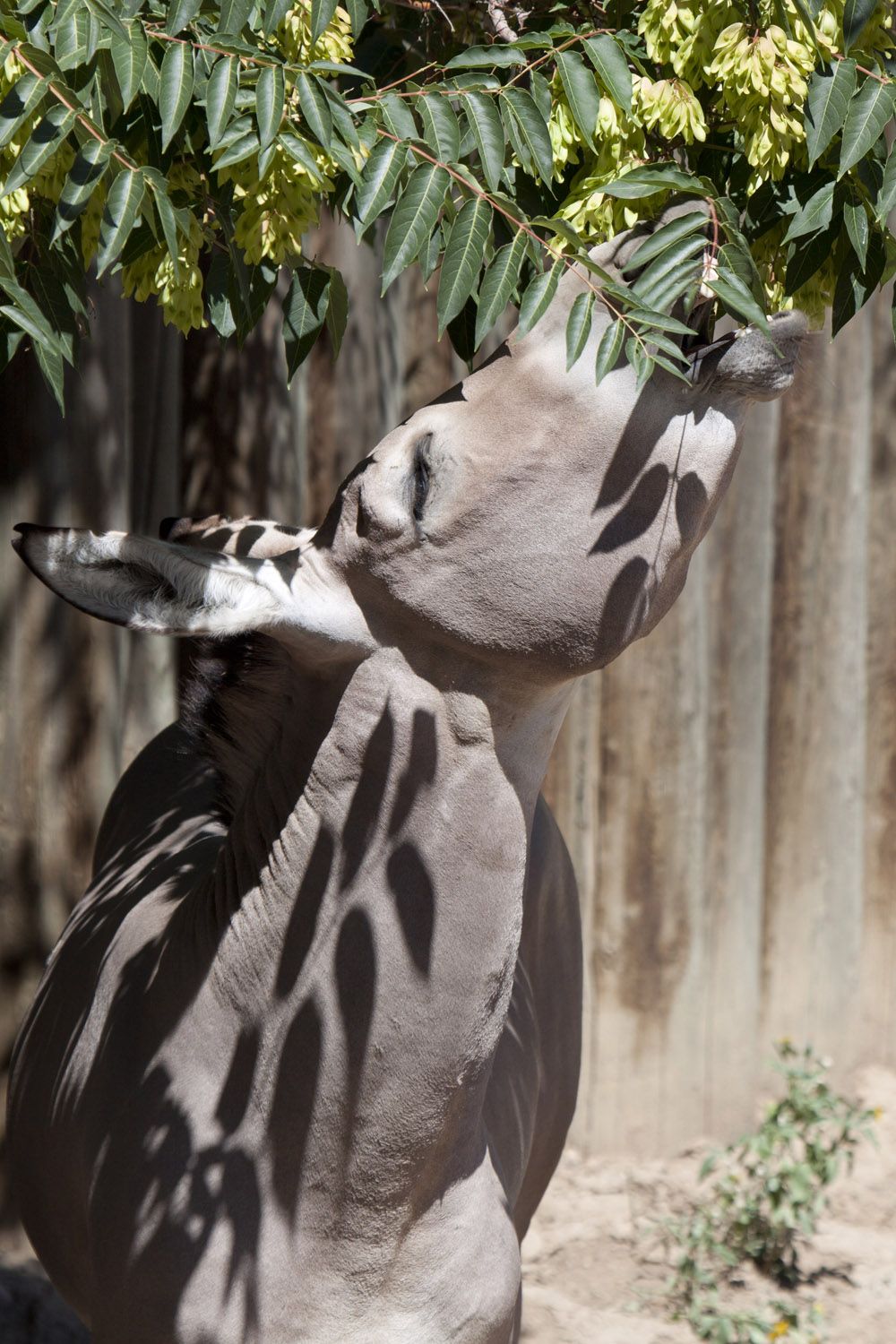 Denver Zoo, endangered species