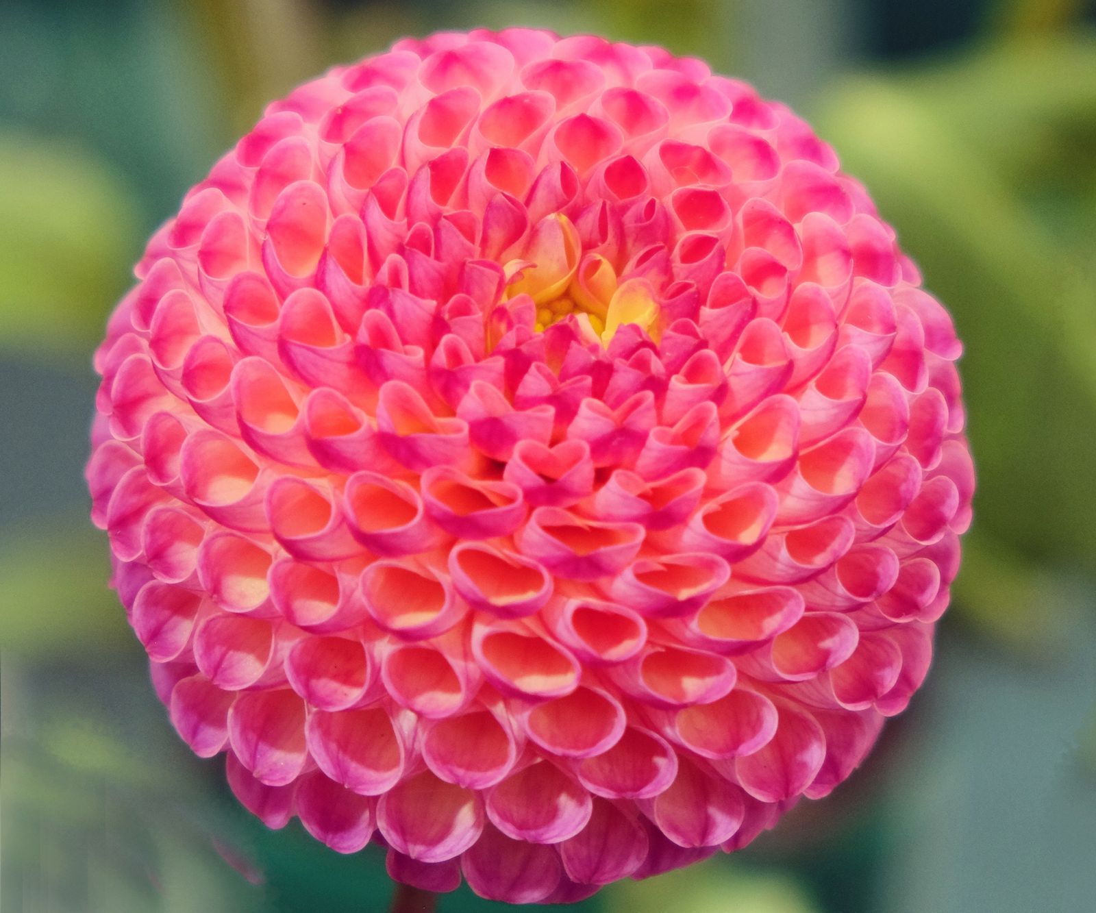 Types of dahlias 16 showstoppers for beds and borders Homes & Gardens