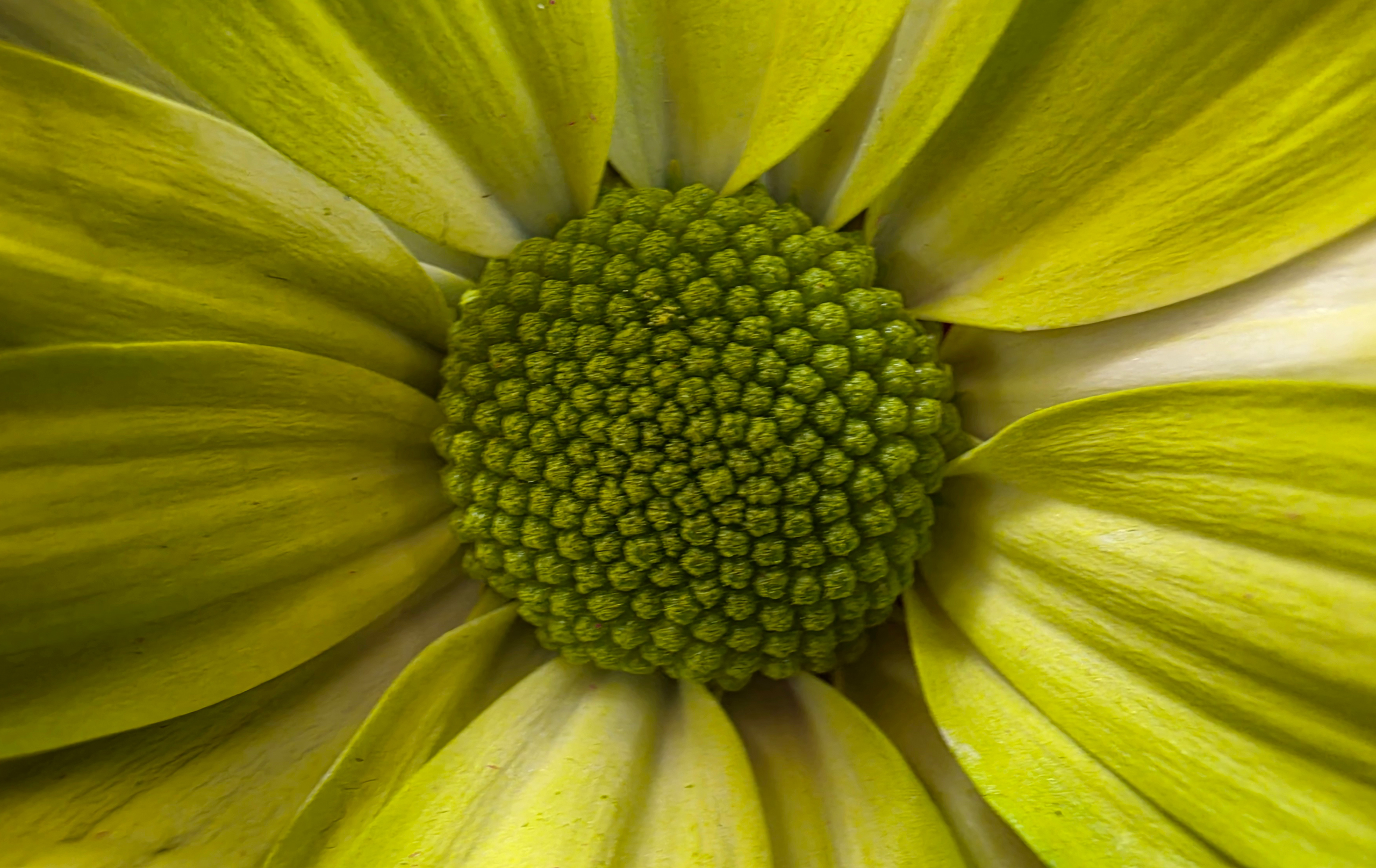 Galaxy S26 Ultra photo comparisons