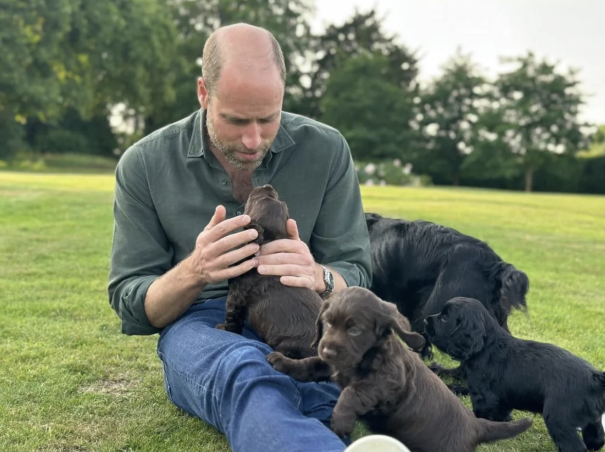 Prince William sitting in grass with puppies