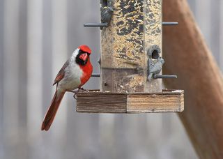 Cardinal gynandromorph