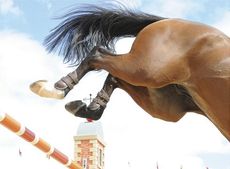 Showjumper's stifle